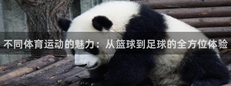 米兰体育官方正版app集团简介：不同体育运动的魅力：